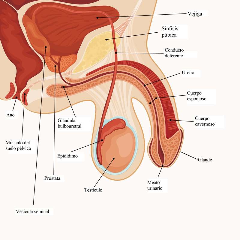 Anatomía genital masculina | Dr. Díaz Infante . Madrid