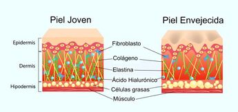 Rejuvenecimiento facial - Estructura de la piel | Dr. Díaz Infante - Madrid