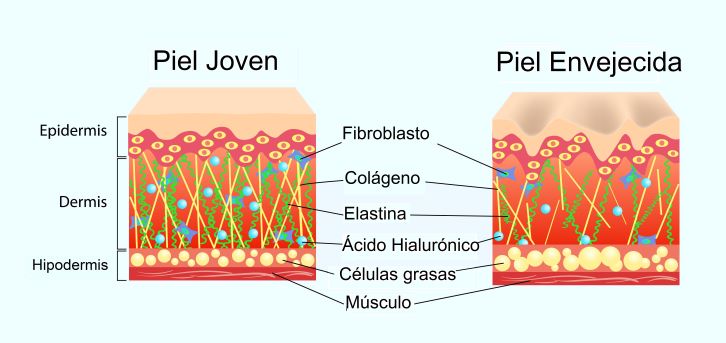 Estructura de la piel | Dr. Díaz Infante - Madrid