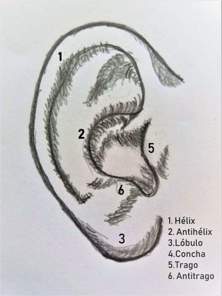 Anatomía de la oreja- Otoplastia | Dr. Díaz infante - Madrid